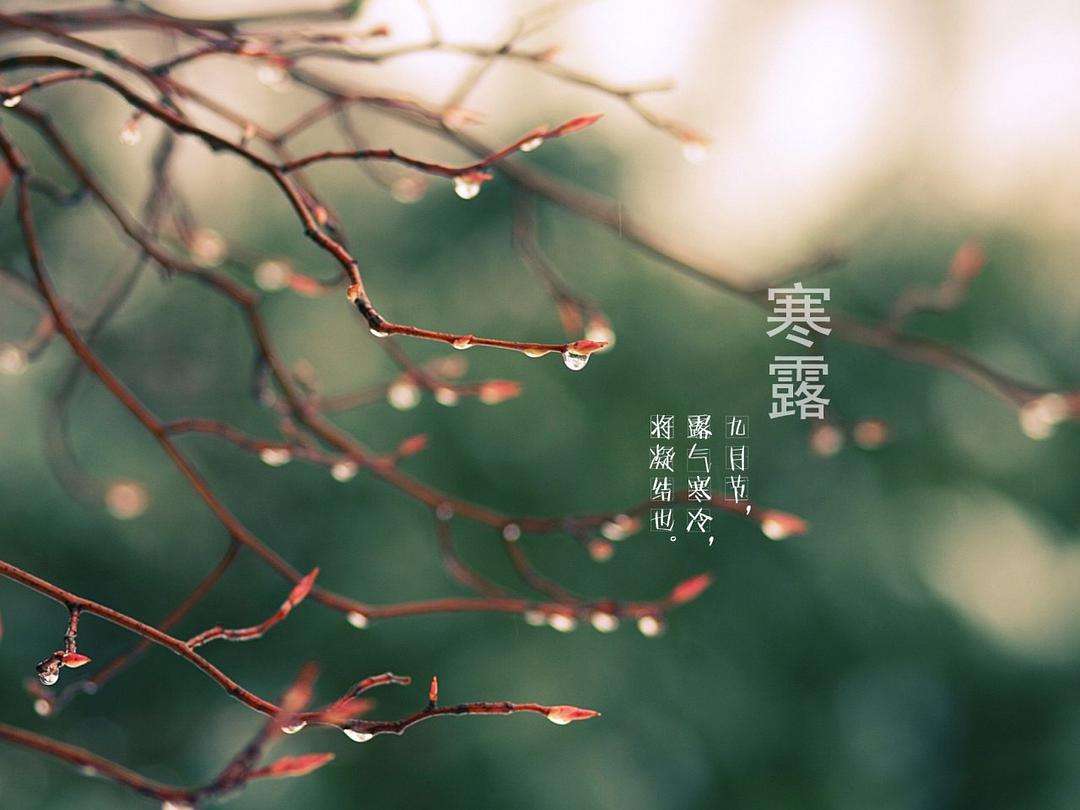 二十四节气之寒露