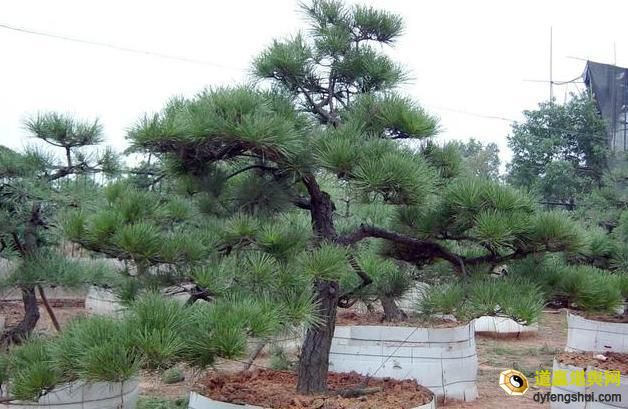 农村坟地种树有什么讲究及布局