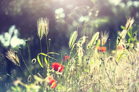 名副其实的醋坛子生肖