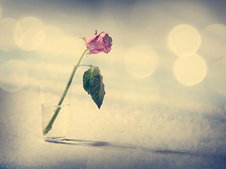 生肖龙和生肖狗能够配对吗