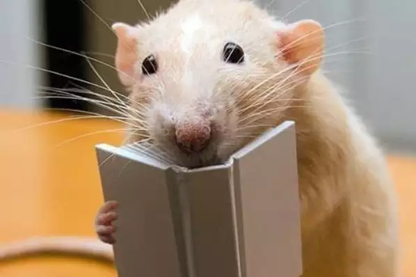 属鼠的和什么属相最配，看看哪些生肖最合拍