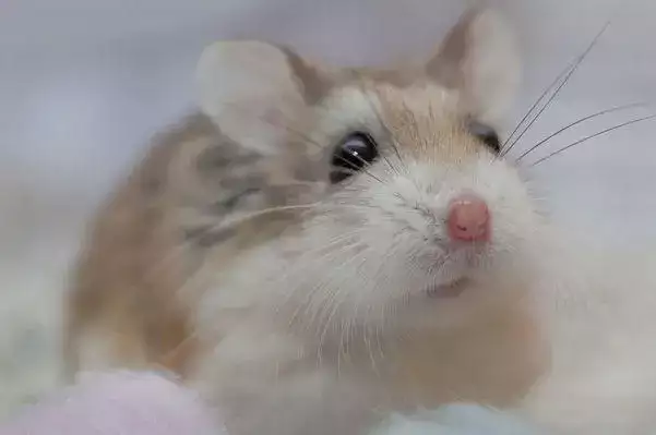 鼠和什么生肖最配 生肖鼠的最佳婚配