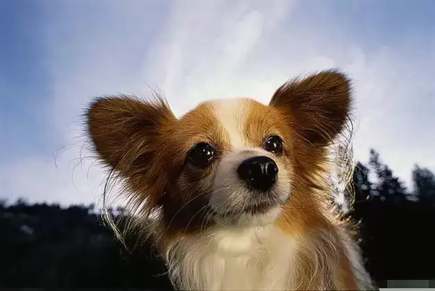 属狗女最佳婚配属相前十名及适婚月份