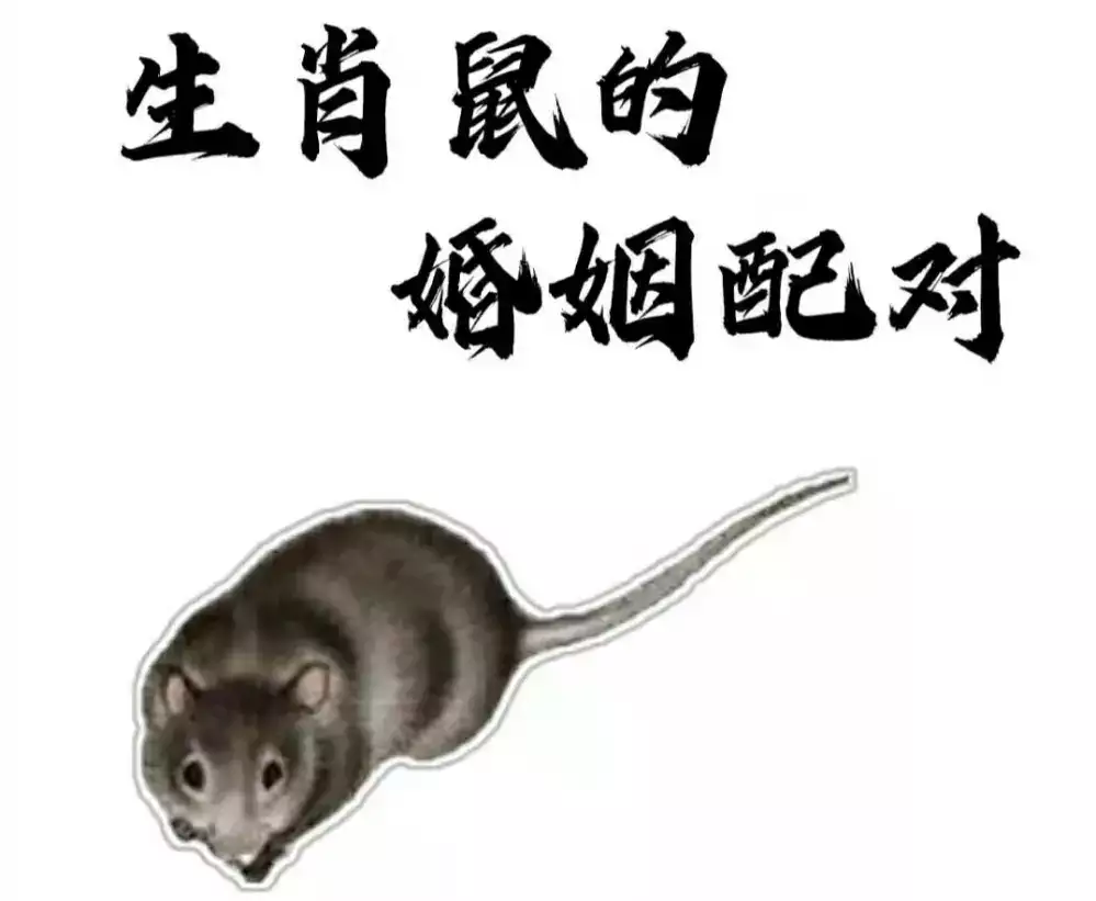 属鼠男最佳婚配属相 哪些生肖与属鼠男最配