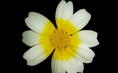 吵架后能主动认错的三大生肖男