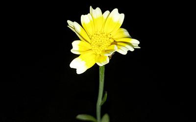 易成为工作狂的生肖属相