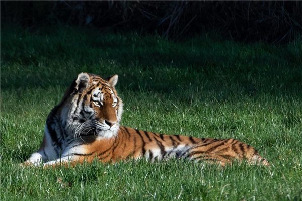 哪些生肖在吹嘘方面最为擅长