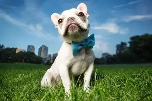 属狗穿什么颜色运气好？最旺属狗人的颜色