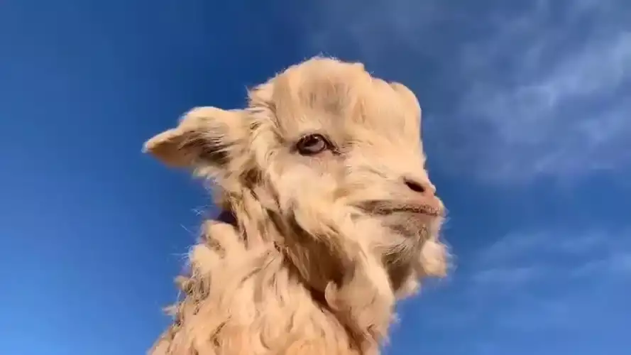 不同羊年出生的人命运分析