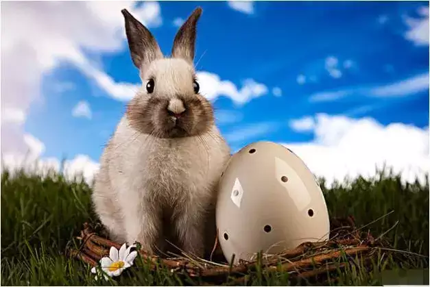 87属兔2024年有三喜，看看都是什么