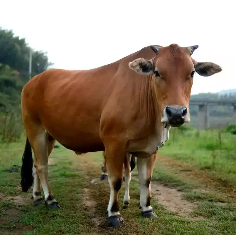 1973年属什么生肖 揭秘1973年出生的属相