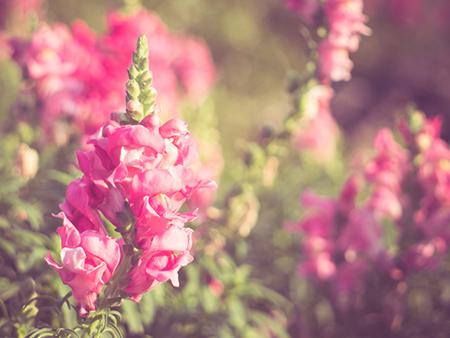 生肖鸡9月运势预报