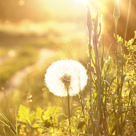 生肖兔龙年5月份桃花运抢先报