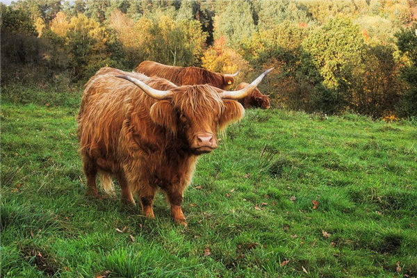 1997年属相牛的性格特征