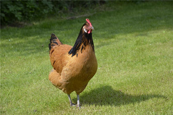 2005年属鸡的最佳出生月份