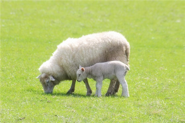1967年出生的属羊人是什么命