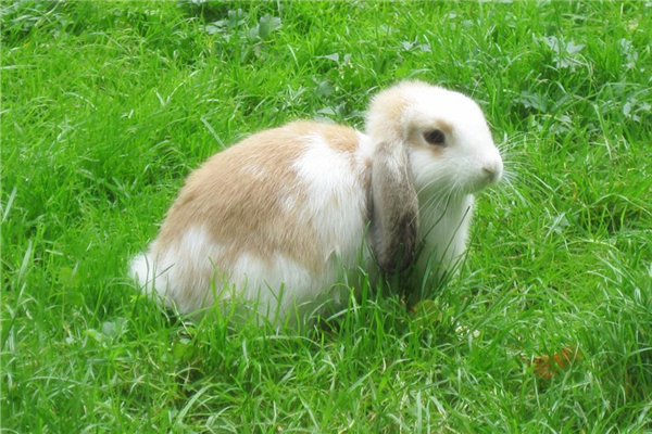 1987年农历的生肖归属