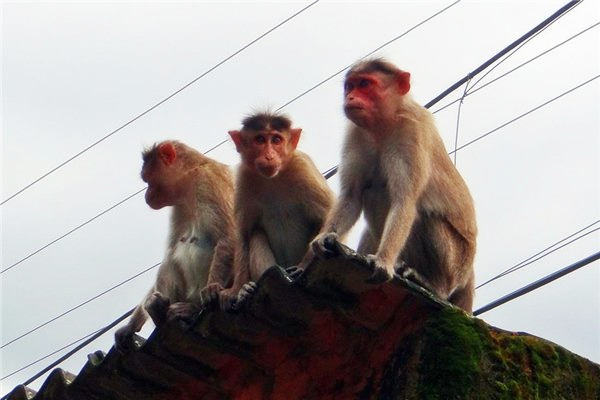 1992年属猴人的命运与事业发展预测