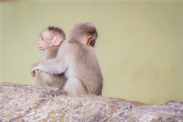 1992年属猴人的性格​特点