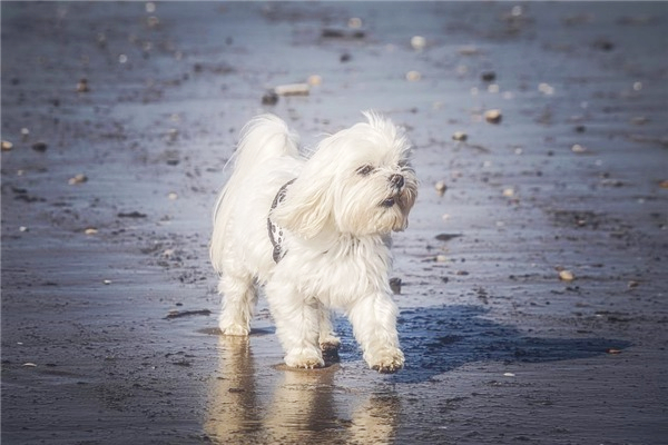 1970年出生的属狗人的命运