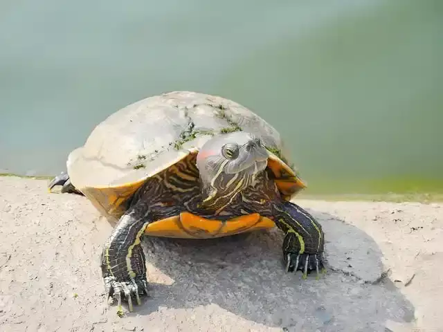 不宜养龟的4个属相，你中招了吗