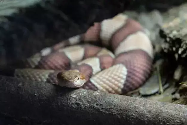 2025是什么年？属蛇人一生的命运分析