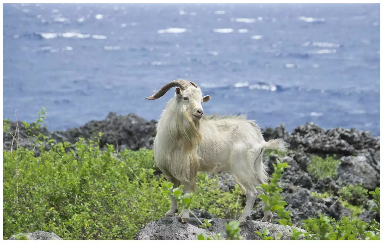 1979年属什么生肖 79年今年多大