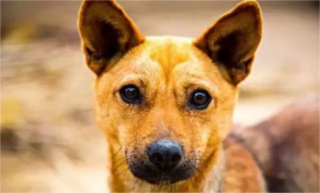 82年属什么的生肖？答案藏在这里