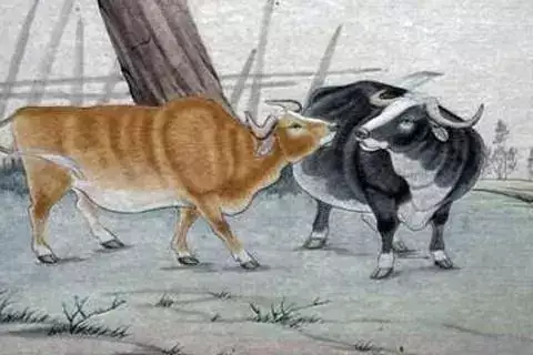 2009年属什么生肖？他们的命运如何