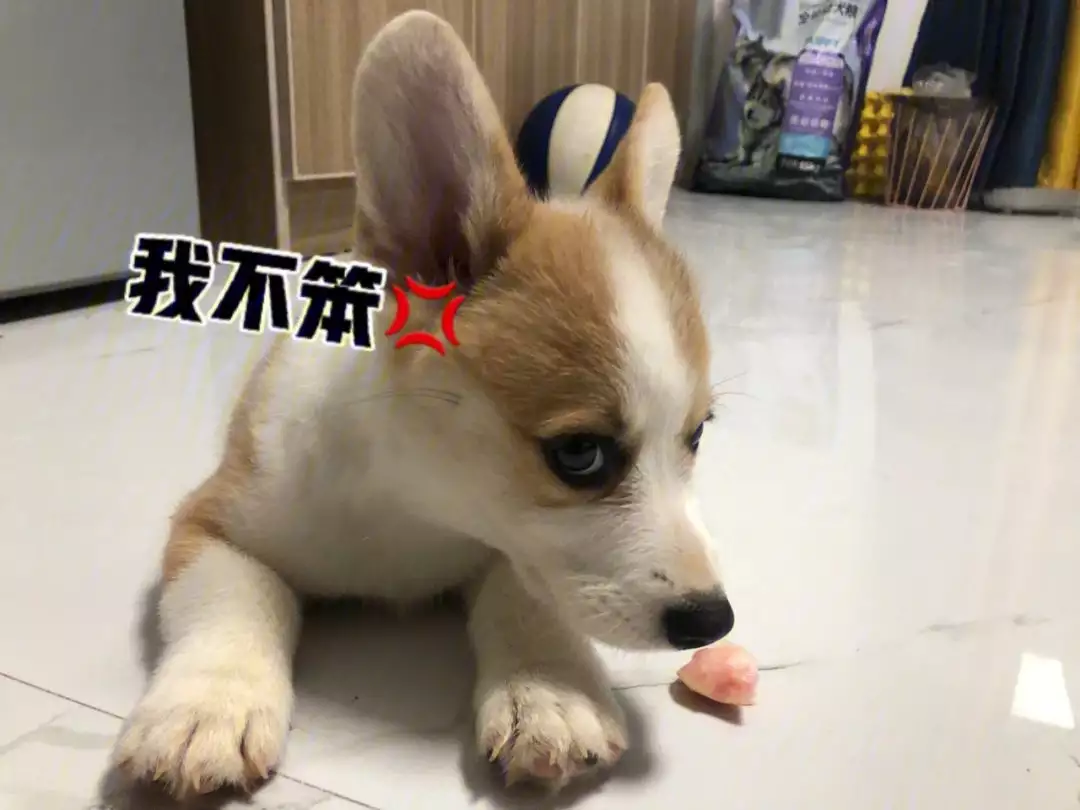 最笨的生肖是哪个生肖 哪个生肖最缺乏智慧