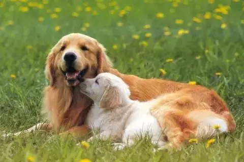 揭秘1994年属狗女的一生运程