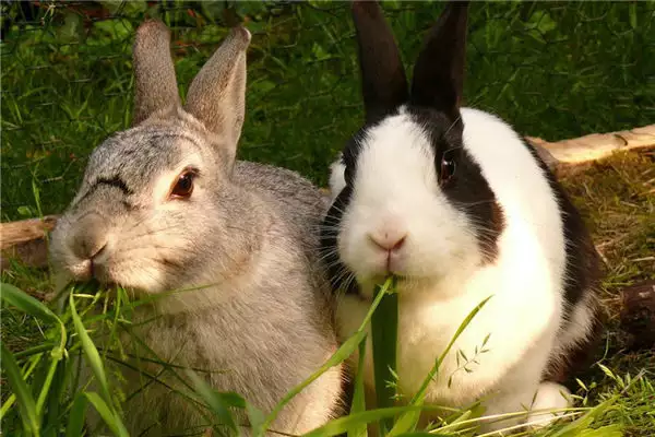 1987年生肖属兔的运势