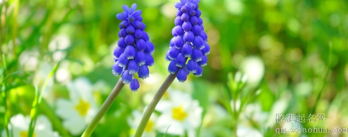 沉着冷静，具有学霸潜质的生肖