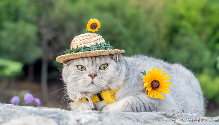 女人梦见猫生宝宝