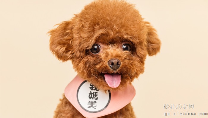 梦见狗咬我屁股不松口