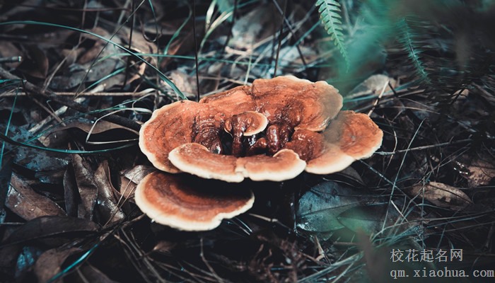 梦见雨天捡灵芝