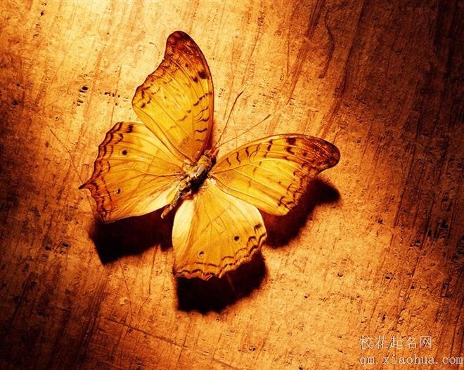 从来不把希望寄托在别人身上的星座，不是太清醒，而是太无奈
