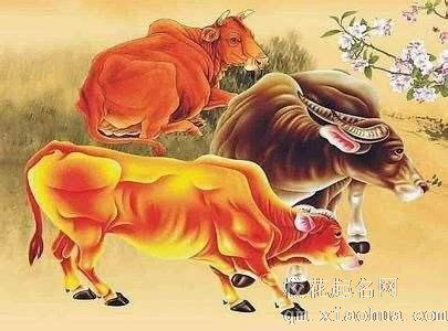 牛的死对头是什么生肖