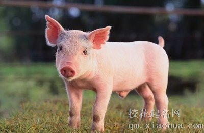 属猪人的家中能摆放葫芦吗