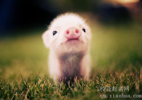 属猪人养什么花旺财
