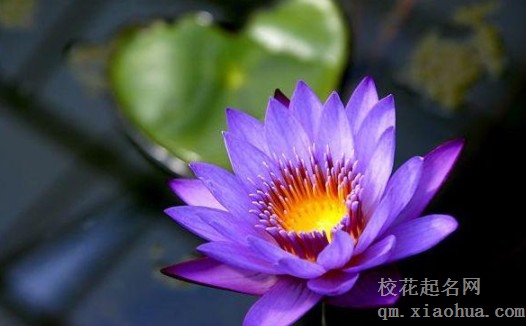 最喜欢新鲜感的生肖男