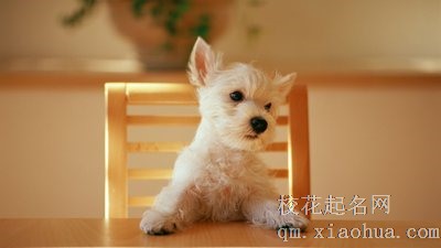 94年属狗27岁以后交运