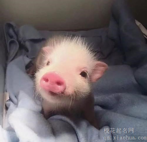 属猪26岁什么命