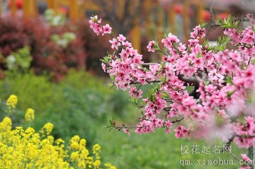 71年属猪女人的婚姻命运如何