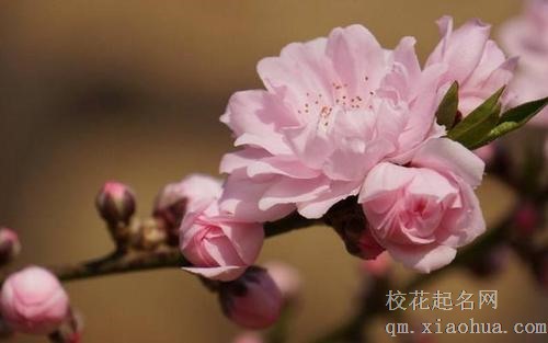 71年属猪什么命人