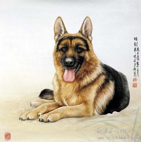 70年的狗怎样逃过51岁一灾