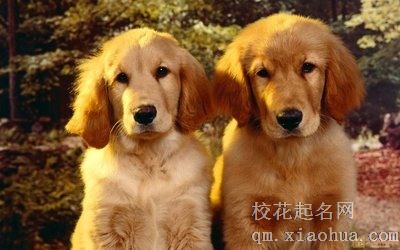1994年属狗在兔年结婚好吗