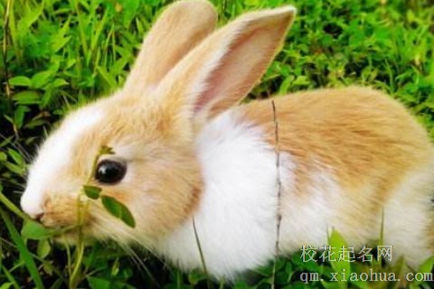 生肖兔生于农历几月财运好