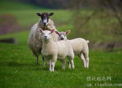 属羊的人今年犯离婚吗