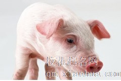 59年属猪的晚年命